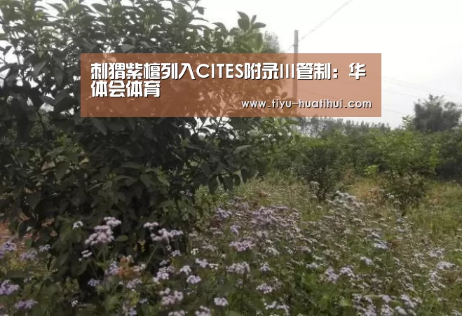 华体会官网
